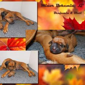 Foto inzerátu Rhodéský ridgeback - fenka s PP