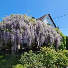 Fotka k inzerátu VISTÁRIE / 19175954