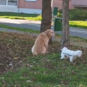 Fotka k inzerátu Majitelka psů Kroměříž  / 19635728