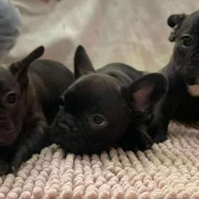 Fotka k inzerátu Francouzský buldoček  / 17833987