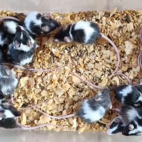 Fotka k inzerátu Myš, myšky / 19639189