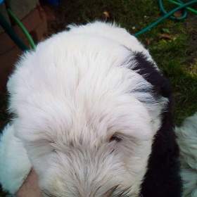 Fotka k inzerátu bobtail / 19630960