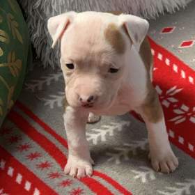 Americký stafordšírský teriér / 19641175