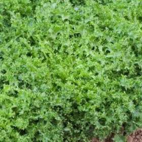 Štěrbák kudrnatý Wallonne -  semena / 19641476