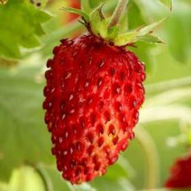 Fotka k inzerátu Jahodník Rujana -  semena / 19063589