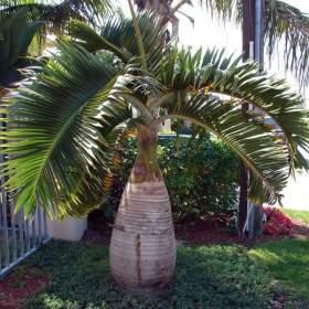 Fotka k inzerátu palma Hyophorbe Lagenicalius -  semena / 19063589