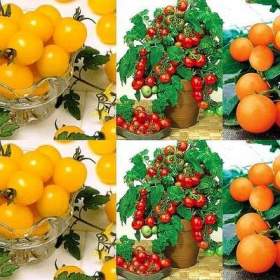 Fotka k inzerátu Rajče -  set tří druhů Aztek, Vilma a Venus -  semena / 19063589