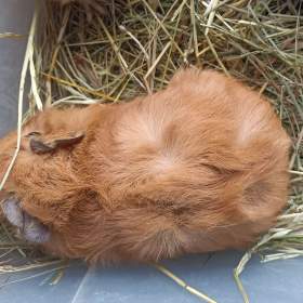 Foto inzerátu morčata