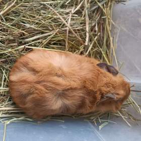 Foto inzerátu morčata