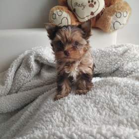 Fotka k inzerátu Jorkširský terier bez PP  / 18160333