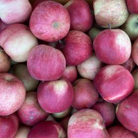 Foto inzerátu jablka Idared