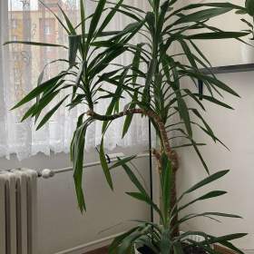 Foto inzerátu Prodám YUKU