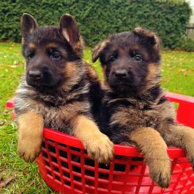 Foto inzerátu Štěňátka NO s PP 