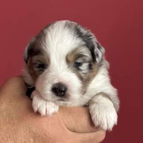 Miniaturní americký ovčák s PP / 19641977