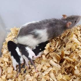 Foto inzerátu Potkani - prodám mláďata potkanů
