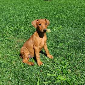 Fotka k inzerátu Německý pinč -  prodám štěňata s PP / 18717816