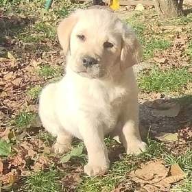 Fotka k inzerátu Labrador krásný pejsek s PP  / 18161356