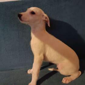 Fotka k inzerátu Whippet /Vipet/ -  štěňata bez pp / 18161206