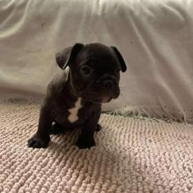 Foto inzerátu Francouzský buldoček 