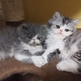 Foto inzerátu perská koťátka