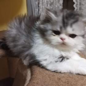 Foto inzerátu perská koťátka