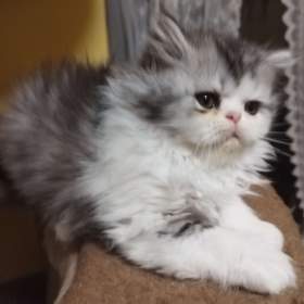 Foto inzerátu perská koťátka