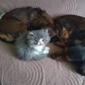 Foto inzerátu perská koťátka