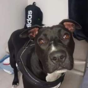 Fotka k inzerátu Štěňátka / 17873451