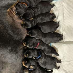 Fotka k inzerátu 🖤  Rottweiler štěňátka – síla, srdce a věrnost v jednom / 17873451