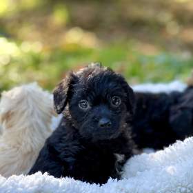 Foto inzerátu Štěně pudl x westík