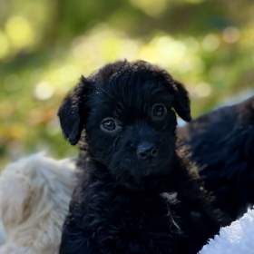 Foto inzerátu Štěně pudl x westík