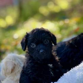 Foto inzerátu Štěně pudl x westík