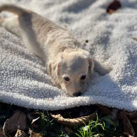 Foto inzerátu Štěně pudl x westík