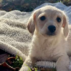 Foto inzerátu Štěně pudl x westík