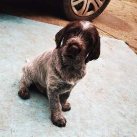 Fotka k inzerátu Český fousek / 17873451