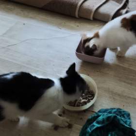 Fotka k inzerátu Daruji koťátka  / 19109308