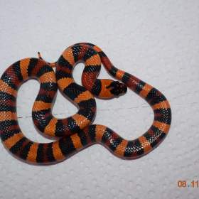 Fotka k inzerátu Korálovka mex- camb odchov / 19314517