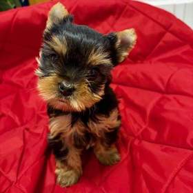 Fotka k inzerátu Yorkšírek k výběru a rezervaci / 19635374