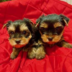 Foto inzerátu Yorkšírek k výběru a rezervaci