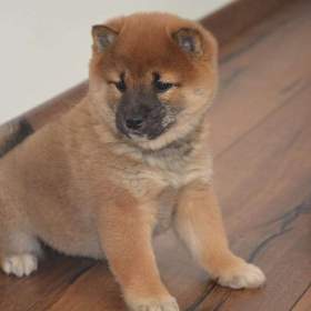 Foto inzerátu Shiba inu s průkazem původu - holčičky