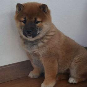 Foto inzerátu Shiba inu s průkazem původu - holčičky