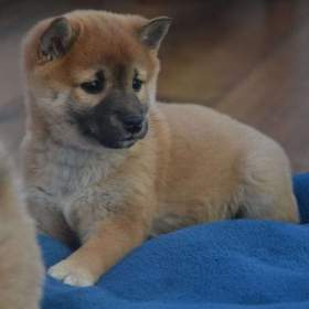 Foto inzerátu Shiba inu s průkazem původu - holčičky