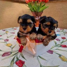 Foto inzerátu Štěňata Yorkshire 