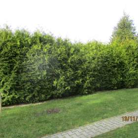 Daruji cca 10 tují 3m, 1 smrk 6 m, 1 jalovec 5 m na topení, popř.živý plot / 19645636