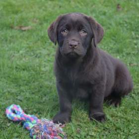 Fotka k inzerátu Labrador  / 19632074