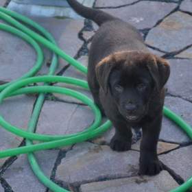 Foto inzerátu Labrador