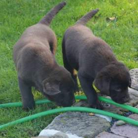 Foto inzerátu Labrador