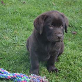 Foto inzerátu Labrador