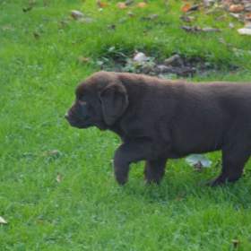 Foto inzerátu Labrador