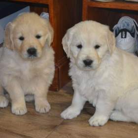 Foto inzerátu Zlatý retrívr 